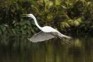 Great egret flying low over water of a Florida swamp.