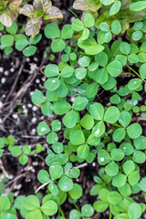 Patch of vibrant green clovers