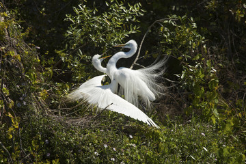 Pair of great egrets with ritual mating behavior in Florida.