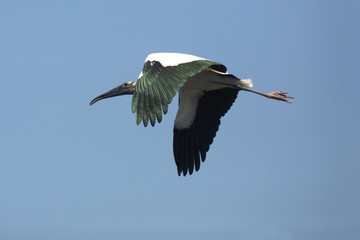 Wood stork flying with green irridescence in its wings, Florida.