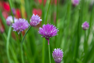 Up close macro of a flower chive plant in a home garden