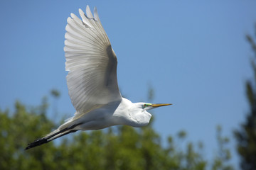 Great egret in flight at a central Florida swamp.