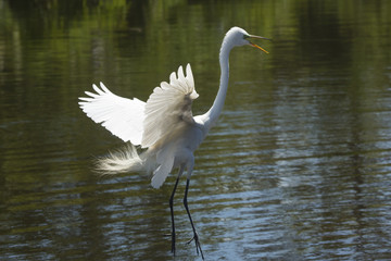 Obraz premium Great egret landing in shallow water at a Florida swamp.
