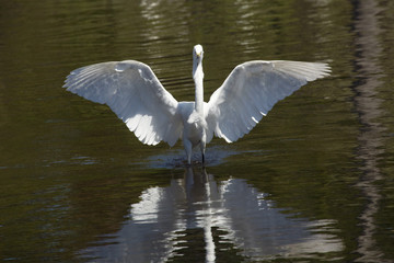 Great egret standing with wings outspread in water, Florida.