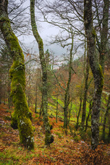 Fototapeta na wymiar A forest covered with moss and lichen in the Serra da Estrela mountains. County of Guarda. Portugal