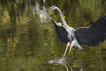 Great blue heron making a dramatic landing in central Florida.