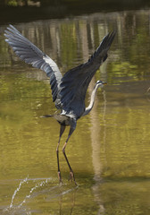 Great blue heron taking off from a swamp in Florida.
