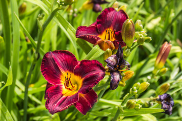 Purple Day Lily Flowers