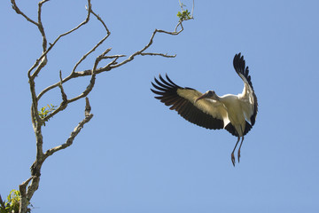 Wood stork landing in a tree in central Florida.