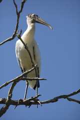 Wood stork perched in a tree in central Florida.