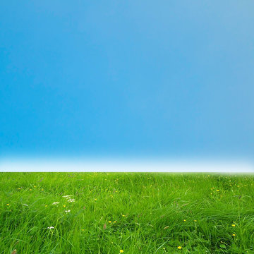 Green field with clear  blue sky