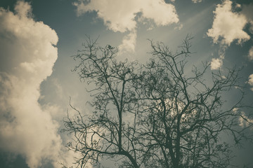 Sky above the trees in the forest in vintage tone.