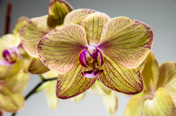 Fototapeta na wymiar yellow orchid isolated close up