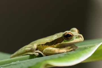 Tree Frog