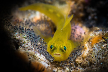 Golden Goby with Eggs
