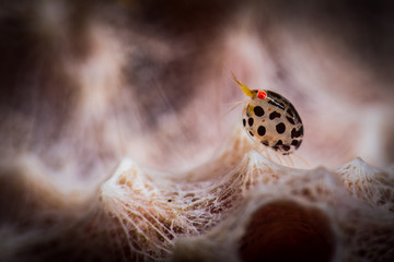 Ladybug Amphipod