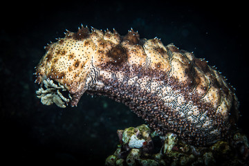 Spawning Sea Cucumber