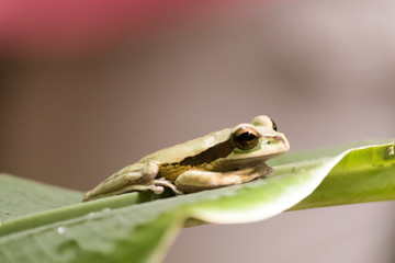 Tree Frog