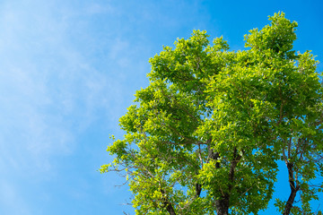 Sky above the trees in the forest