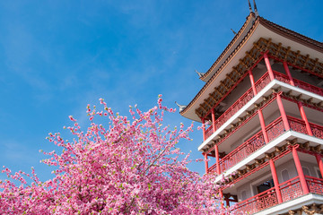 Spring pink plastic sakura flower decorating a garden with blue sky and Chinese style building red wood.