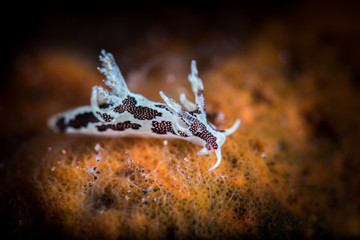 Trapania toddi Nudibranch