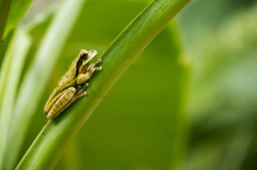 Tree Frog