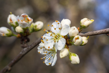 Flowering Tree
