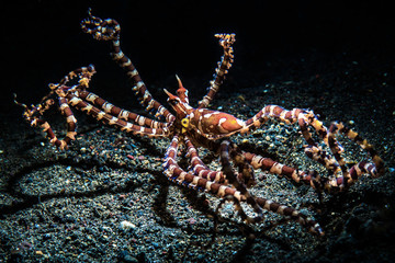 Wunderpus Octopus in Flight