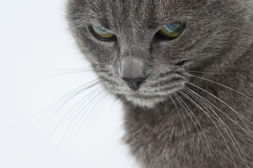 studio portrait of a beautiful grey cat on white background