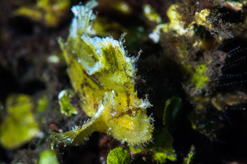 Green Leaf Scorpion Fish
