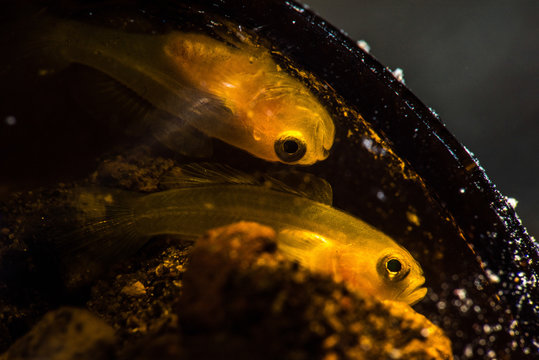 Gobies in a Bottle