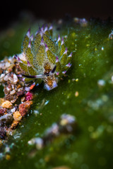 Costasiella Kuroshimae