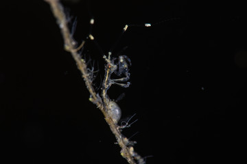 Naklejka premium Skeleton Shrimp with Eggs