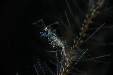 Skeleton shrimp with babies