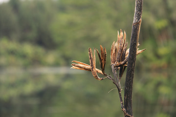 Dry Flax Flower