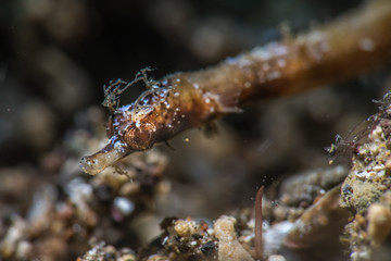 Pipefish