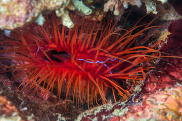 Electric Clam