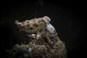 Blue Ring Octopus