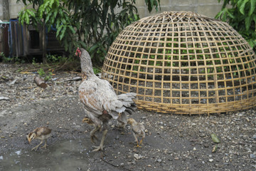 Backyard chickens, and Gamecocks.