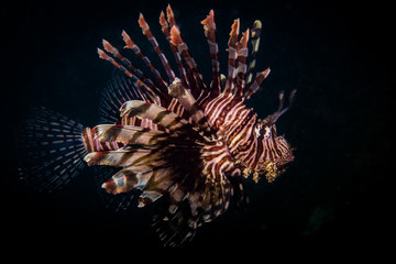 Lionfish