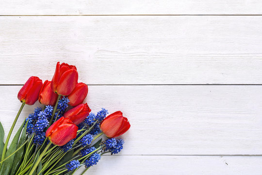 Fototapeta Bouquet of red tulips and blue muscaries flowers on white wooden background. Place for text.