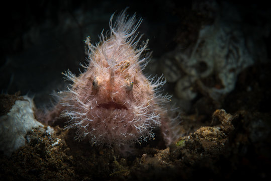 Hairy Frogfish