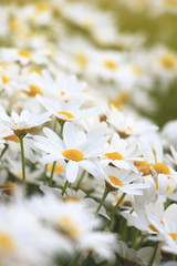 White and orange daisies in the garden (Bellis perennis ; vintage style)
