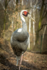 White-naped crane