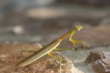 Looking into A Praying Mantis' Eyes