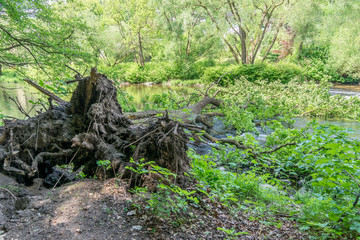 Sturmschaden - entwurzelter Baum in der Mulde bei Rochsburg