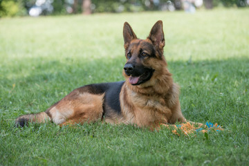 German Shepherd sitting on the green grass