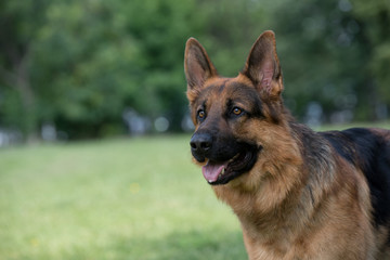 Head shot og German shepherd dog