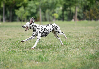 Adorable black Dalmatian dog outdoors in summer