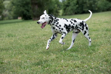 Close-up shot  of beautiful Dalmatian dog
